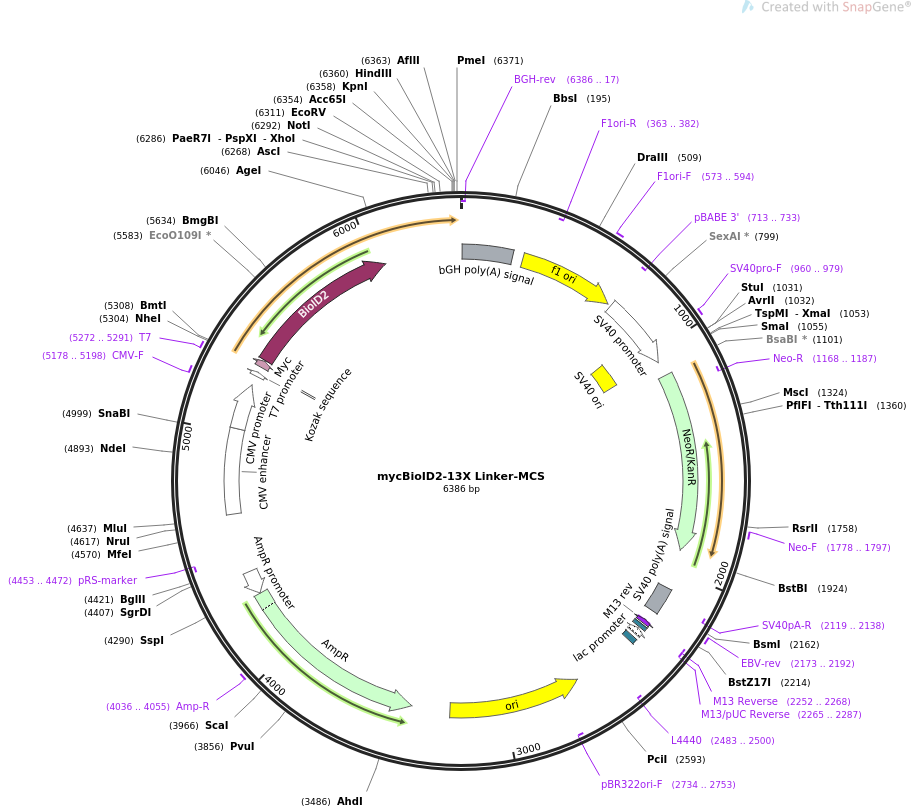 mycBioID2-13X Linker-MCS质粒图谱